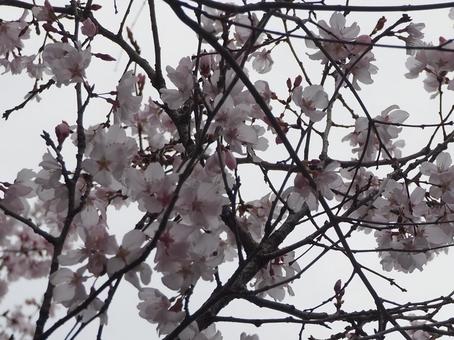 桜 桜の写真