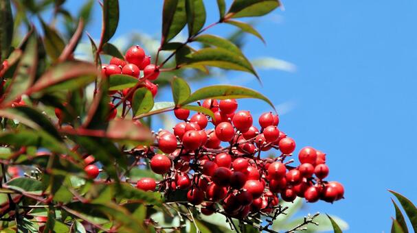 秋晴れの空に鮮やかな南天の実 南天,秋,彩りの写真素材