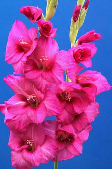 グラジオラスの花 グラジオラスの花の写真