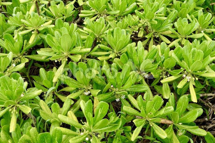 雨上がりのクサトベラ クサトベラ,葉,背景の写真素材