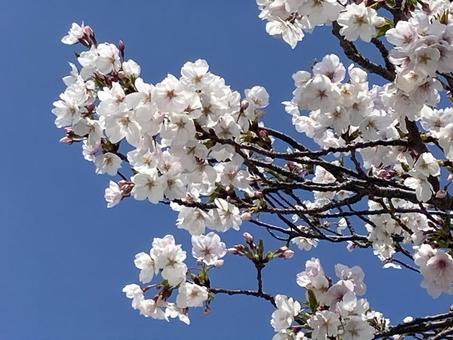 青空と桜 青空と桜の写真