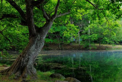 鳥沼公園 鳥沼公園 鳥沼公園,鳥沼,ボートの写真素材