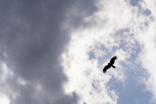Black Kite Flying in the Sky, JPG