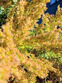 秋の花 秋,緑,砂利道の写真素材