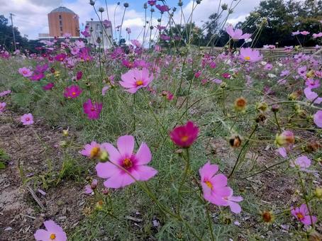 コスモス コスモス,秋,風景の写真素材