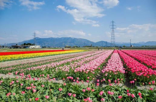 tulip fields, JPG