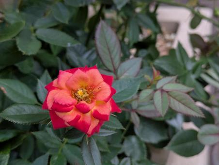 薔薇 薔薇の写真