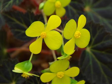 Photo, begonia, pair kei, for pearce, 