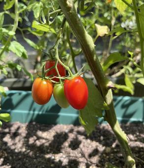 ミニトマト ミニトマトの写真