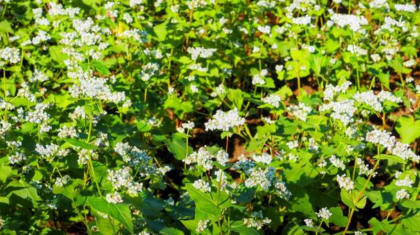 秋のひたち海浜公園・蕎麦の花・茨城県 秋のひたち海浜公園・蕎麦の花・茨城県の写真