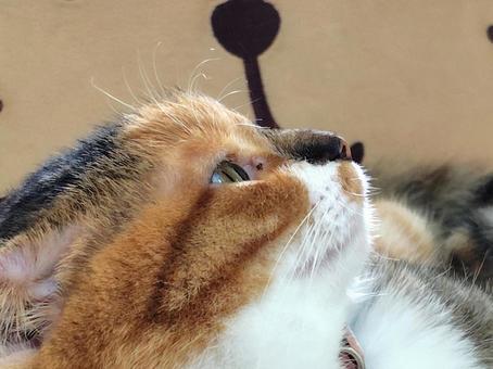 私上見てるの 私上見てるの 三毛猫,横顔,ネコの写真素材