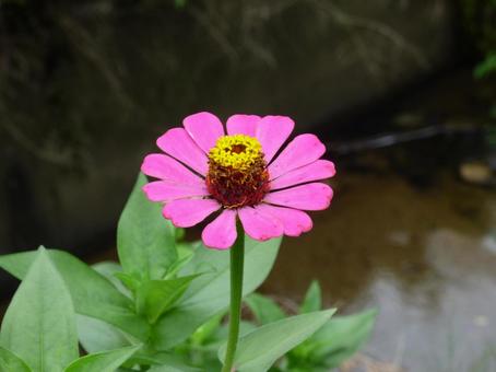 百日草一凛001 百日草一凛001の写真