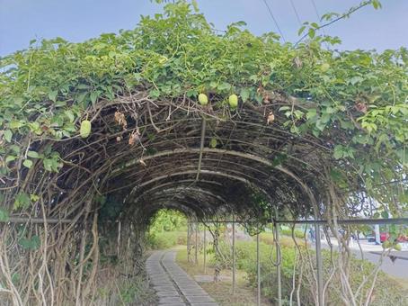 あけびのつるの緑道 あけびのつるの緑道の写真