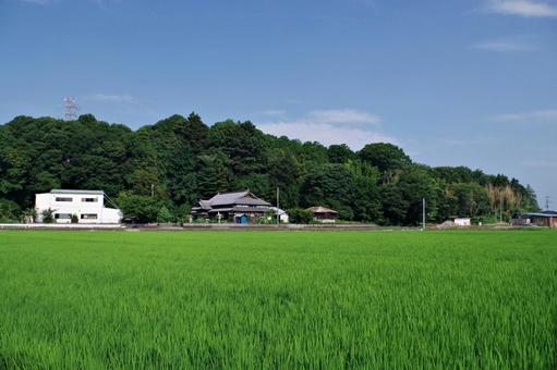 水田のある夏の田舎の風景 水田のある夏の田舎の風景 田園風景,田園,水田の写真素材