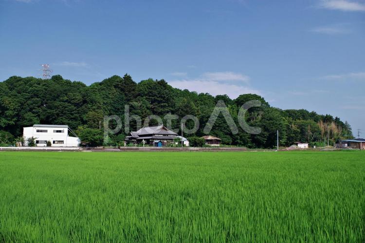 水田のある夏の田舎の風景 田園風景,田園,水田の写真素材