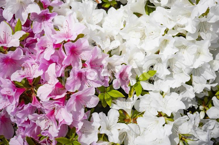 2色のつつじ つつじ,ツツジ,花の写真素材