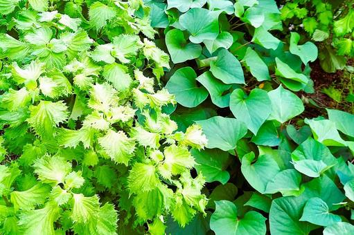 シソとサツマイモの畑 シソとサツマイモの畑 家庭菜園,青じそ,サツマイモの写真素材