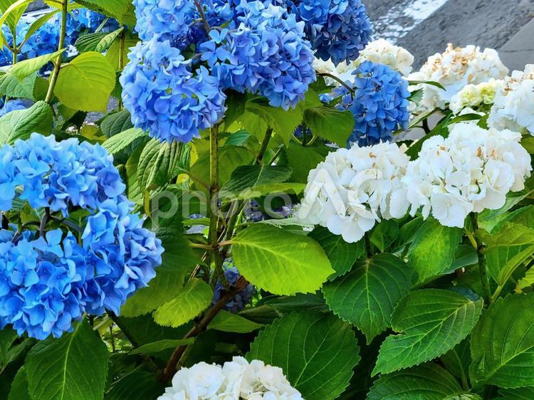 白と青の紫陽花(アジサイ) あじさい,白,青の写真素材