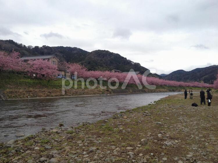 伊豆河津桜まつりにて、満開の河津桜 河津桜,桜,まつりの写真素材