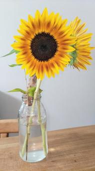 小ビンとひまわり 小ビンとひまわり ひまわり,ヒマワリ,sunflowerの写真素材