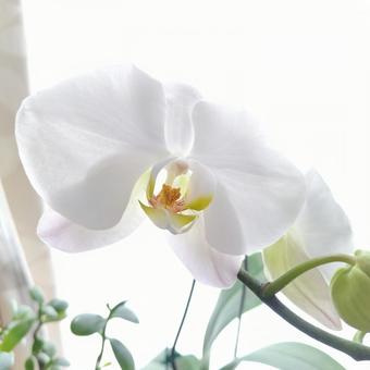 胡蝶蘭 胡蝶蘭 花,植物,自然の写真素材