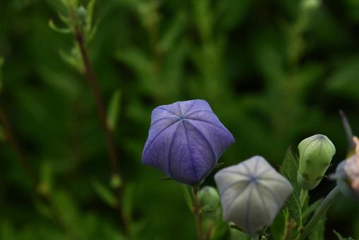 今にも開花しそうなキキョウの蕾 今にも開花しそうなキキョウの蕾 キキョウ,蕾,季節の写真素材