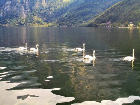 白鳥の群れ 白鳥の群れ の写真