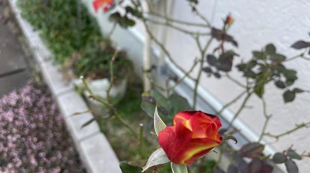 薔薇の花 咲いたよ 薔薇の花 咲いたよの写真