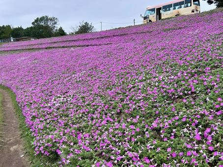 丘一面に咲くピンクの花畑 花畑,ピンクの花,じゅうたんの写真素材