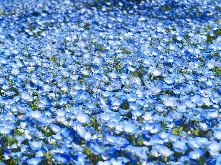 満開のネモフィラの花畑 ネモフィラ,花畑,青の写真素材