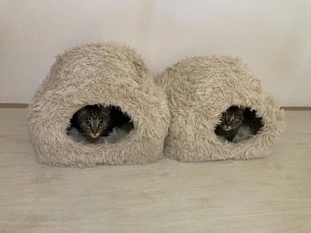 猫 猫 猫,ねこ,にゃんこの写真素材