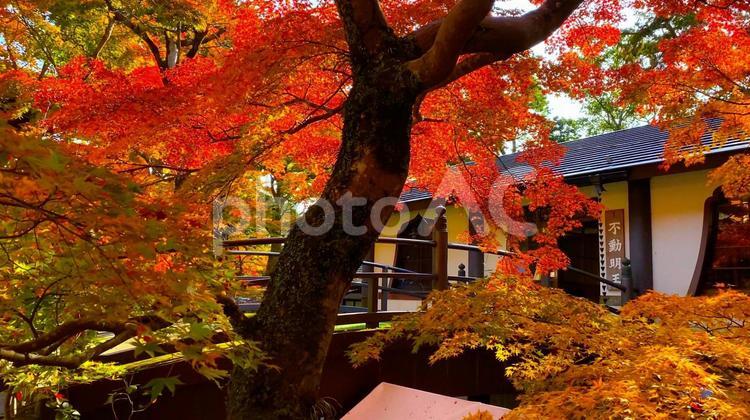 滋賀県・紅葉の近江「永源寺」の秋 紅葉,秋,近江の写真素材