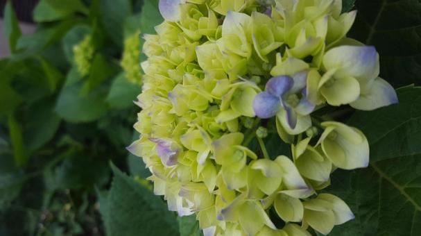 東京郊外の小さないのち あじさい,紫陽花,雑草の写真素材