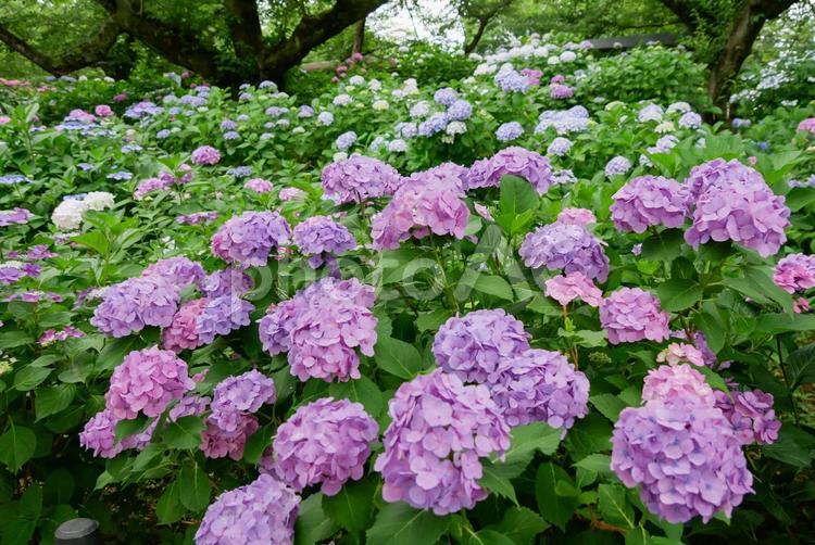 あじさい　権現堂公園 あじさい,アジサイ,紫陽花の写真素材