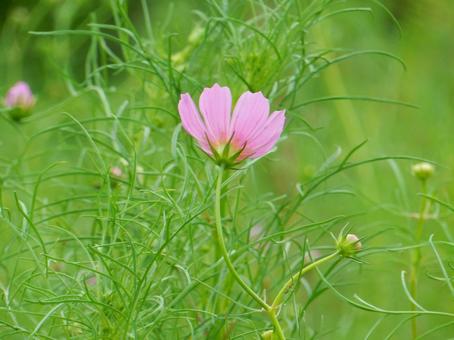 【花の写真】コスモス（秋桜） コスモス,秋桜,自然の写真素材