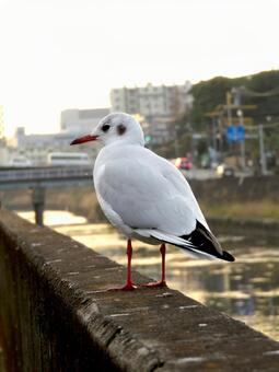 1月の夕日の中、護岸上に佇むユリカモメ ユリカモメ,鳥,鳥類の写真素材