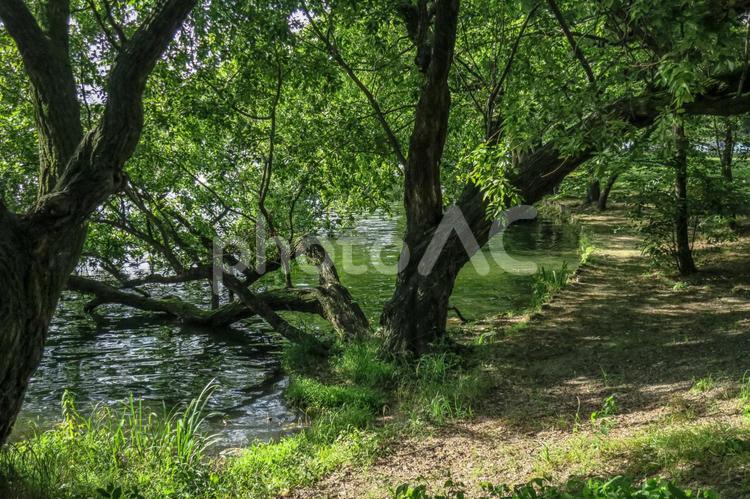 池の畔 公園,小道,幹の写真素材