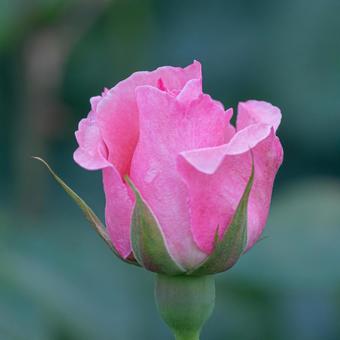 バラのアップ バラのアップの写真