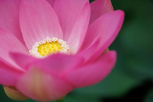 清廉さの象徴的な植物蓮の花の写真