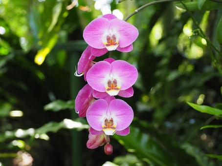 蘭の写真