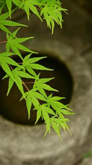 青もみじ モミジ,自然,青もみじの写真素材