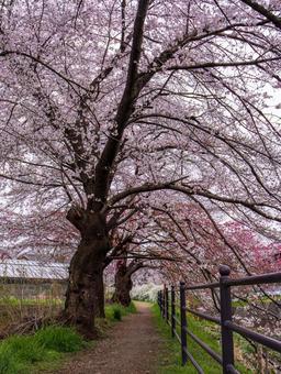 東川の桜並木 東川の桜並木 桜,さくら,春の写真素材