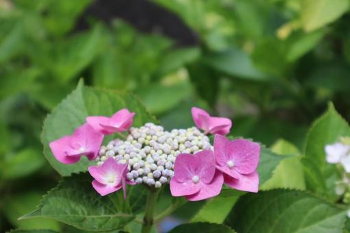The colors of the rainy season, JPG The colors of the rainy season, JPG