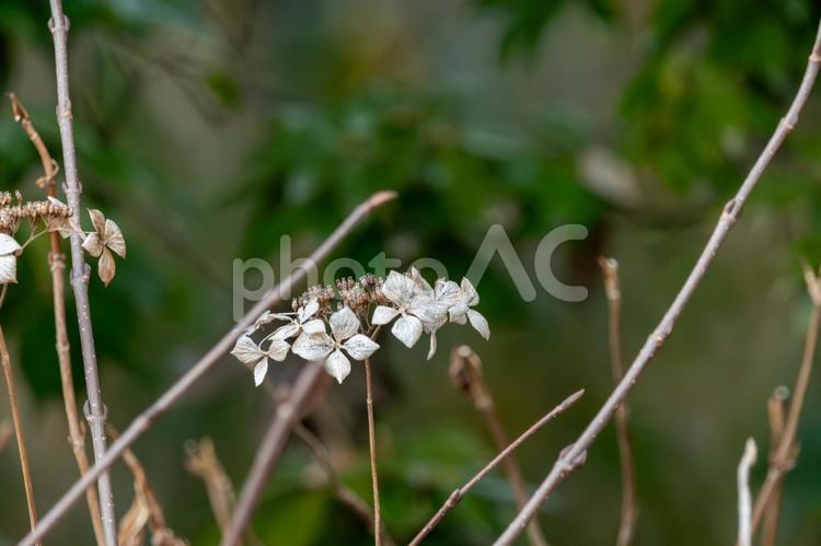 枯れたガクアジサイの美しさ ガクアジサイ,枯れ花,冬の写真素材