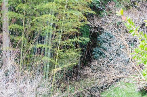 初冬の竹林に差し込む柔らかな光 竹林,竹,緑の写真素材