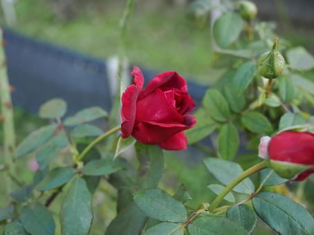 バラ園に咲く綺麗な薔薇を撮った写真です バラ園に咲く綺麗な薔薇を撮った写真ですの写真
