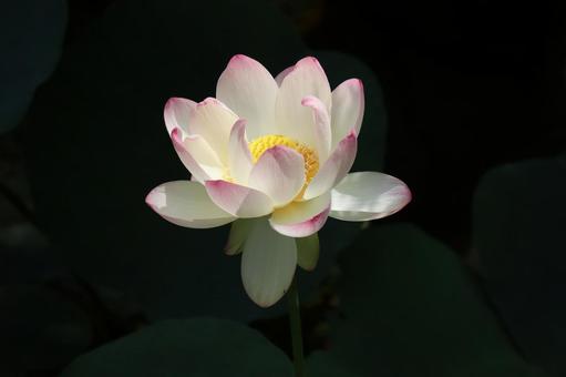 光のあたる白とピンクの花びらの蓮の花 光のあたる白とピンクの花びらの蓮の花の写真