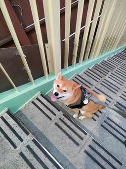お散歩中に歩道橋でお座りする柴犬! お散歩中に歩道橋でお座りする柴犬! 犬,柴犬,shibainuの写真素材