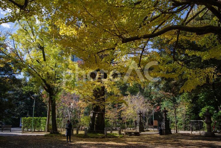 紅葉したイチョウが最盛期の赤坂氷川神社 イチョウ,伝統的な,境内の写真素材