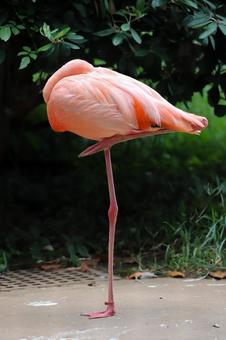 フラミンゴの足 フラミンゴの足の写真